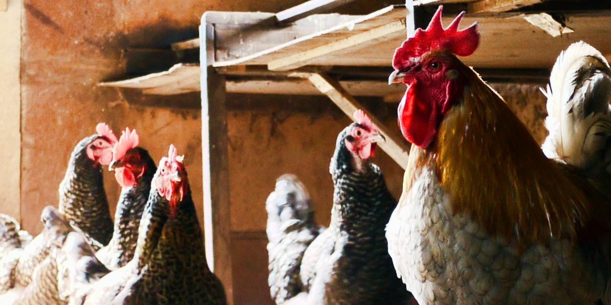 Bird flu control area lifted bay 93.9