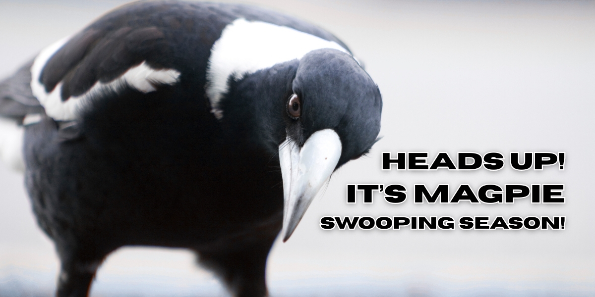 Heads Up! It’s Magpie Swooping Season! - bay 93.9